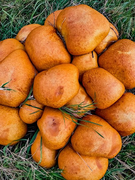 Champignons par Truckpowerr