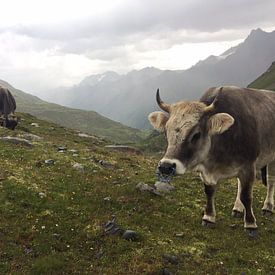 Matthias Erkelens Profile picture