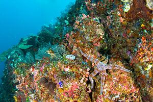 Relaxing sea star on reef von Jan van Kemenade