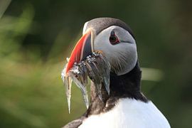 Papageitaucher mit Sandaalen Iceland von Frank Fichtmüller