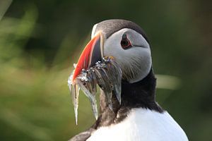 Papageitaucher mit Sandaalen Iceland