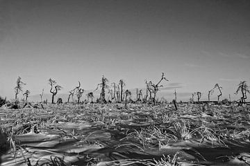 Noir Flohay in zwart-wit