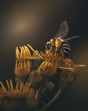 Zomer bijen van Maurice Cobben