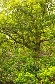 Rhododendrons - Killarney (Irlande)