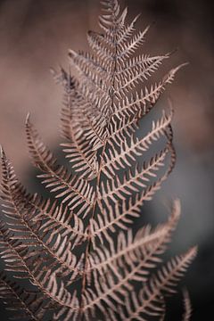 Brown leaf 2 | Simplicity in nature | Fine art by Ratna Bosch
