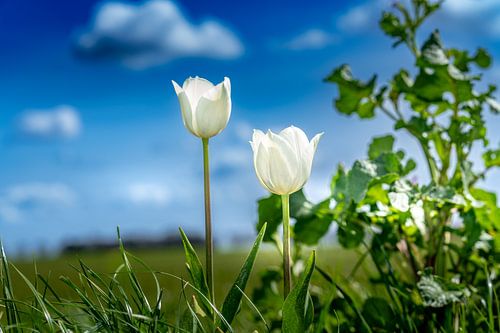 Pure Spring – Des tulipes blanches dans le Flevopolder