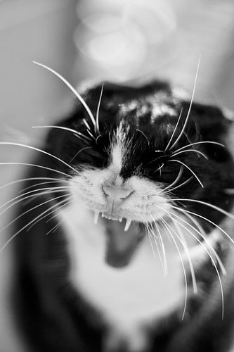 Kat Portret Zwart Wit