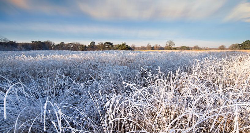 Winterlandschap met berijpte planten en bomen van Peter Bolman