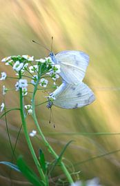 Charmante weiße Schmetterlinge von Thomas Jäger