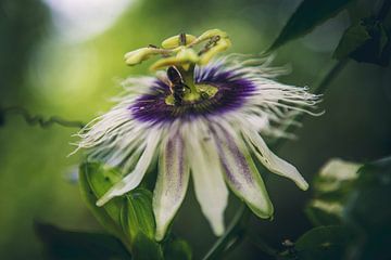 Bij proeft van passiflore - Frans Polynesië reis fotografie print van Freya Broos