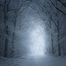 The Cold White Light von Daniel Laan Miniaturansicht