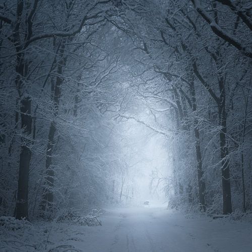 The Cold White Light