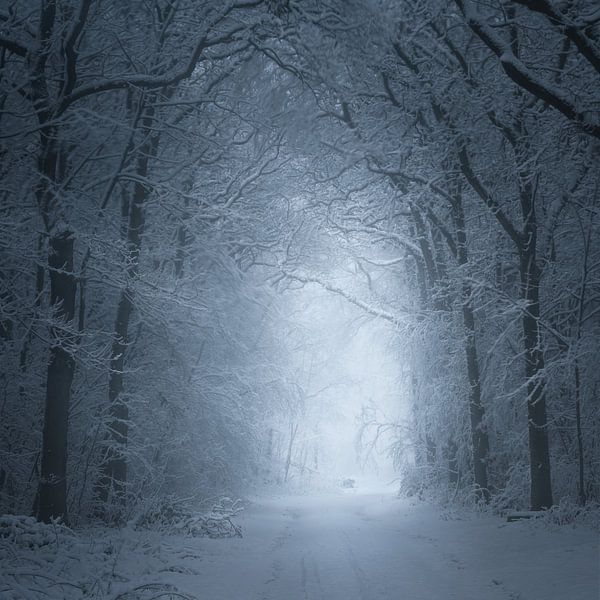 The Cold White Light par Daniel Laan