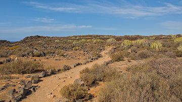 Wandelpad door een vulkanisch landschap in Tenerife van Kristof Lauwers