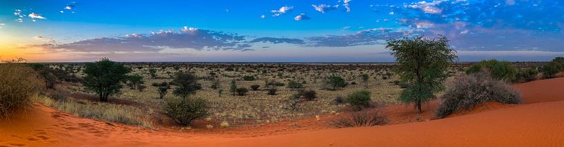 Morgen Sonne über der Kalahari-Wüste, Namibia von Rietje Bulthuis