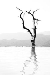 Arbre solitaire en noir et blanc, Oaxaca, Mexique sur The Book of Wandering