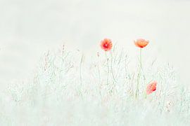 Mohnblumen von Ronny De Groote