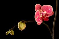 orchidee