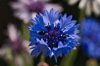 Le bleuet, une splendeur bleue par Jolanda de Jong-Jansen Aperçu