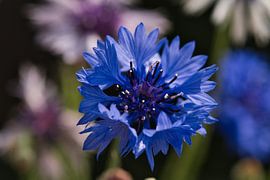 Kornblume, eine blaue Pracht von Jolanda de Jong-Jansen