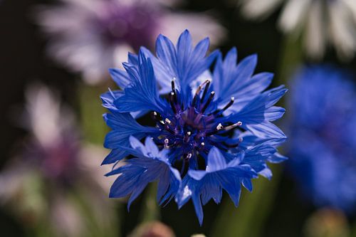 Korenbloem, een blauwe pracht