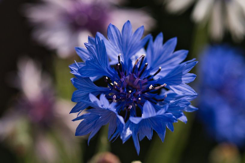 Le bleuet, une splendeur bleue par Jolanda de Jong-Jansen