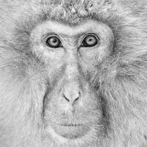 Alpha Mâle (Macaque japonais) Monochrome par Harry Eggens