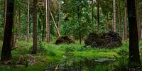 Verstild bos met water en omgevallen bomen in Elspeet van Jenco van Zalk thumbnail