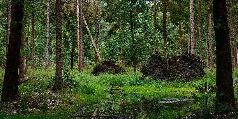 Verstild bos met water en omgevallen bomen in Elspeet van Jenco van Zalk