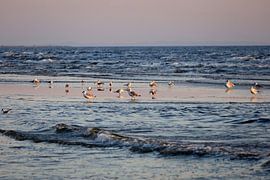 Morning atmosphere on Usedom by Thomas Jäger
