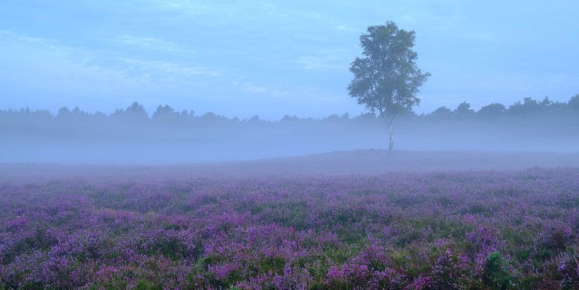 Blooming Heather plants in a heathland landscape before sunrise by Sjoerd van der Wal Photography