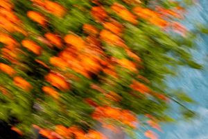 Bewegung der Blüten