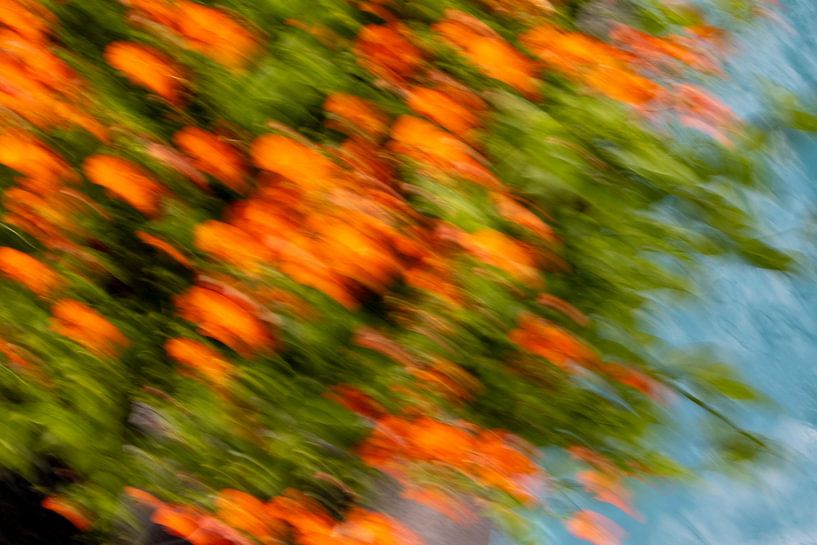 Movement of blooms by SO fotografie