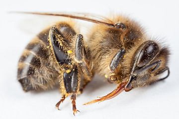 Tote Biene mit herausragender Zunge