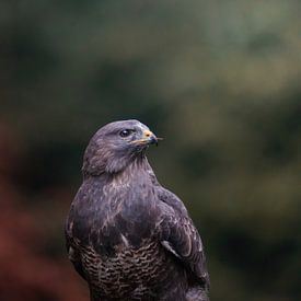 Buizerd van Tom Zwerver