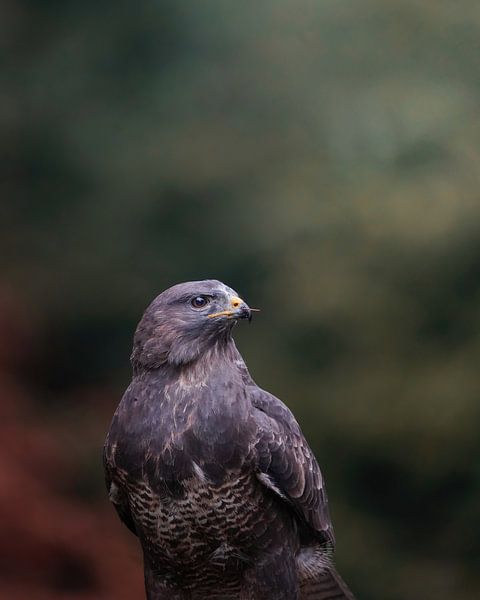 Buizerd van Tom Zwerver