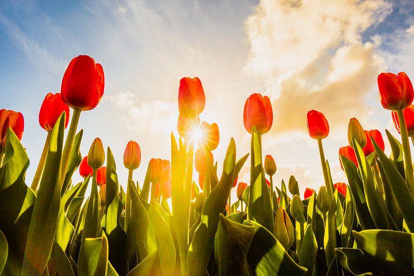 Tulpenlandschap par Michiel van Druten