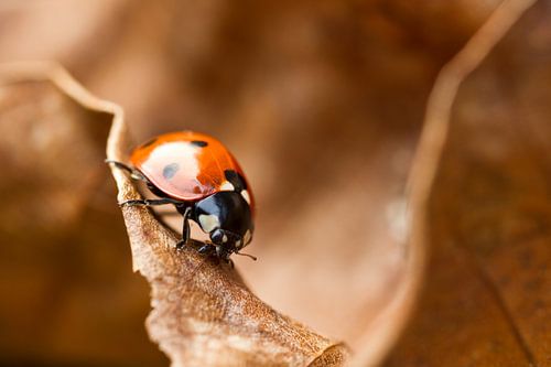 Ladybug
