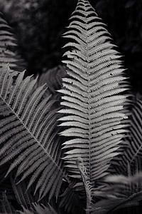 Plante
