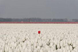 Tulipe rouge solitaire sur Ans Bastiaanssen