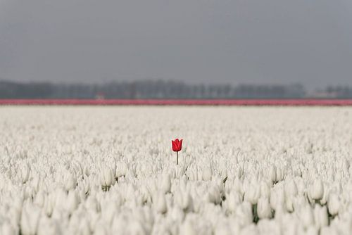 Lonely red tulip