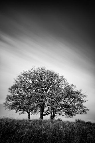 Three trees in black and white