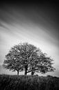 Drei Bäume in Schwarz und Weiß von John Verbruggen Miniaturansicht