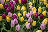 Tulpen in Amsterdam van Sander de Jong thumbnail