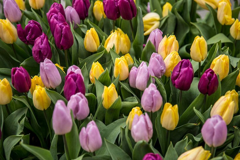 Tulpen in Amsterdam van Sander de Jong