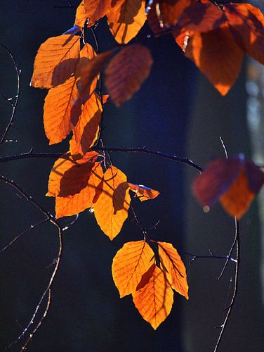 laatste herfstbladeren