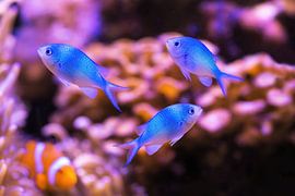 green chromis