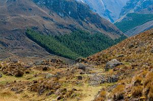 Ecuador: El Cajas National Park (Azuay)