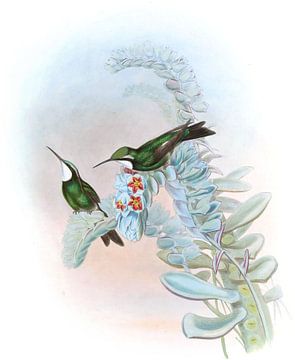 Wit-throated eropyra, John Gould van Hummingbirds