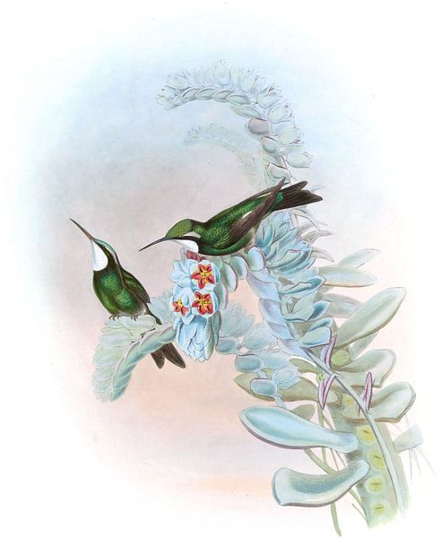 Weißkehl Oreopyra, John Gould von Hummingbirds